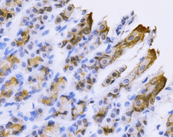 IHC staining of FFPE rat stomach with Tspan8 antibody. HIER: boil tissue sections in pH8 EDTA for 20 min and allow to cool before testing.