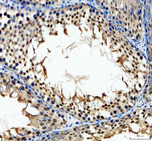 YTHDC1 Antibody Rat Testis IHC. Immunohistochemical analysis of YTHDC1 Antibody / Nuclear m6A Reader Protein Antibody in FFPE rat testis tissue. Following heat-induced epitope retrieval in pH 8.0 EDTA buffer, sections were stained with YTHDC1 antibody at 2 ug/ml and detected using an HRP-conjugated secondary antibody with DAB chromogen. Strong predominantly nuclear staining is observed in spermatogenic cells within the seminiferous tubules, consistent with the nuclear localization of YTHDC1 and its established role in m6A-dependent RNA processing during germ cell development. This YTHDC1 Antibody, a Nuclear m6A Reader Protein Antibody, is well suited for studies of RNA methylation, spermatogenesis and epitranscriptomic regulation in reproductive tissues.