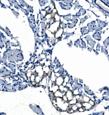 IHC staining of FFPE rat pancreas with EFT1 antibody. HIER: boil tissue sections in pH8 EDTA for 20 min and allow to cool before testing.
