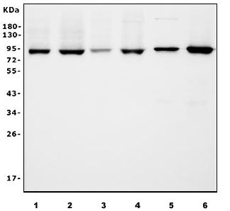 Western blot testing of human 1) HL60, 2) ThP-1, 3) PC-3, 4) HeLa, 5) rat brain and 6) mouse brain lysate with APPL1 antibody. Predicted molecular weight ~80 kDa.