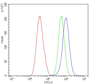 Flow cytometry testing of human A549 cells with AFAP1 antibody at 1ug/million cells (blocked with goat sera); Red=cells alone, Green=isotype control, Blue= AFAP1 antibody.