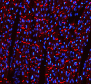 Cadherin 2 Antibody Rat Cardiac Tissue IF. Immunofluorescent staining of FFPE rat heart tissue with Cadherin 2 Antibody at 5 ug/ml demonstrates CDH2 expression (red). Heat-induced epitope retrieval was performed in pH8 EDTA buffer, followed by blocking with 10% goat serum. Sections were incubated with primary antibody overnight at 4Â°C, followed by Cy3-conjugated secondary antibody, with DAPI nuclear counterstain (blue). Red fluorescence demonstrates Cadherin 2 localization within the cardiac tissue. This Cadherin 2 Antibody, also called CDH2 Antibody, supports studies of N-Cadherin expression, cell-cell adhesion, and cardiac biology.