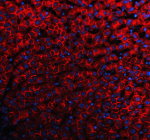 Cadherin 2 Antibody Human Liver Tissue IF. Immunofluorescent staining of FFPE human liver tissue with Cadherin 2 Antibody at 5 ug/ml demonstrates CDH2 expression (red). Heat-induced epitope retrieval was performed in pH8 EDTA buffer, followed by blocking with 10% goat serum. Sections were incubated with primary antibody overnight at 4Â°C, followed by Cy3-conjugated secondary antibody, with DAPI nuclear counterstain (blue). Prominent red fluorescence is observed along cell borders and membranes. This Cadherin 2 Antibody, also called CDH2 Antibody, supports studies of N-Cadherin localization, cell-cell adhesion, and tissue organization.