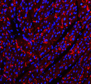 Cadherin 2 Antibody Mouse Heart Tissue IF. Immunofluorescent staining of FFPE mouse heart tissue with Cadherin 2 Antibody at 5 ug/ml demonstrates CDH2 expression (red). Heat-induced epitope retrieval was performed in pH8 EDTA buffer, followed by blocking with 10% goat serum. Sections were incubated with primary antibody overnight at 4Â°C, followed by Cy3-conjugated secondary antibody, with DAPI nuclear counterstain (blue). Red fluorescence demonstrates Cadherin 2 localization within the cardiac tissue. This Cadherin 2 Antibody, also called CDH2 Antibody, supports studies of N-Cadherin expression, cell-cell adhesion, and cardiac tissue organization.