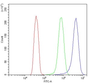 Flow cytometry testing of human HeLa cells with Cadherin 13 antibody at 1ug/million cells (blocked with goat sera); Red=cells alone, Green=isotype control, Blue= Cadherin 13 antibody.