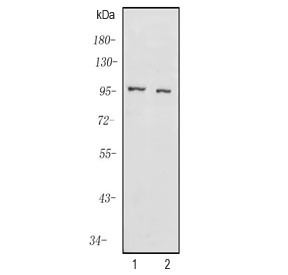 Western blot testing of human 1) PC-3 and 2) HEK293 cell lysate with KCNQ5 antibody. Predicted molecular weight ~102 kDa.