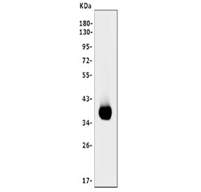 Western blot testing of human Daudi cell lysate with CD20 antibody. Predicted molecular weight ~33 kDa but may be seen at higher molecular weights due to glycosylation.