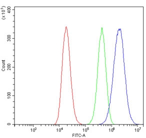 Flow cytometry testing of human 293T cells with Neurofilament Light antibody at 1ug/million cells (blocked with goat sera); Red=cells alone, Green=isotype control, Blue= Neurofilament Light antibody.
