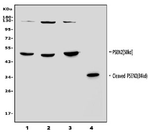 PSEN2 Antibody WB. Western blot testing of human 1) placenta, 2) HEK293, 3) Caco-2 and 4) mouse kidney lysate with PSEN2 antibody. Predicted molecular weight: ~50 kDa.