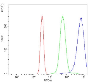 Oat3 Antibody / Slc22a8 Neuro-2a FACS. Flow cytometry analysis of Neuro-2a cells using Oat3 Antibody / Slc22a8 Antibody demonstrates a strong positive fluorescence shift relative to both unstained cells and isotype control-treated cells, consistent with expression of Organic Anion Transporter 3 (OAT3/Slc22a8). Overlay histograms compare cells alone (red), isotype control antibody (green), and Oat3 antibody (blue), with the specific antibody producing a pronounced rightward shift indicative of target-associated binding. Cells were blocked with goat serum prior to staining, and antibody was used at 1 Î¼g per million cells. These results support application of the antibody for flow cytometric detection of OAT3 expression and transporter-associated cellular studies.