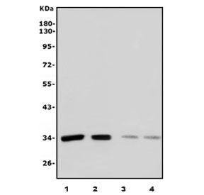 Western blot testing of 1) human HEK293, 2) human K562, 3) rat kidney and 4) mouse SP2/0 cell lysate with XRCC2 antibody. Expected molecular weight: 32-36 kDa.