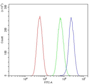 HCAM Antibody Human Sample FACS. Flow cytometry testing of human U-87 MG cells with HCAM antibody at 1ug/million cells (blocked with goat sera); Red=cells alone, Green=isotype control, Blue= HCAM antibody.
