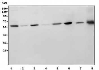 Western blot testing of human 1) HEK293, 2) HepG2, 3) HeLa, 4) MCF7, 5) U-87 MG, 6) HL60, 7) rat NRK and 8) mouse smooth muscle tissue lysate with RBP-JK antibody. Predicted molecular weight ~56 kDa.
