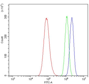 Flow cytometry testing of human A549 cells with U2AF65 antibody at 1ug/million cells (blocked with goat sera); Red=cells alone, Green=isotype control, Blue= U2AF65 antibody.