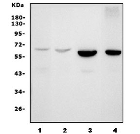 Western blot testing of 1) human MDA-MB-453, 2) ThP-1, 3) rat testis and 4) mouse testis lysate with PTBP2 antibody. Predicted molecular weight ~57 kDa.