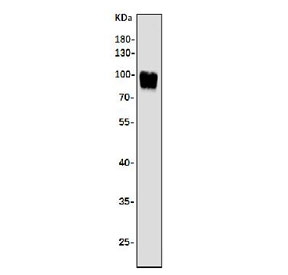 Argonaute 3 Antibody K562 WB. Western blot analysis of human K562 cell lysate using Argonaute 3 antibody detecting AGO3. A band is observed at approximately 95-100 kDa, consistent with the predicted molecular weight of AGO3. The detected signal aligns with AGO3 as a cytoplasmic component of the RISC complex involved in RNA silencing and post-transcriptional gene regulation.