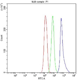 Argonaute 3 Antibody Jurkat FACS. Flow cytometry analysis of fixed and permeabilized human Jurkat cells stained with Argonaute 3 antibody detecting AGO3. The antibody signal (blue) shows a clear rightward shift compared to cells alone (red) and isotype control (green), indicating positive intracellular detection of AGO3 following fixation and permeabilization. This pattern is consistent with AGO3 as a cytoplasmic and nucleoplasmic component of RISC-associated complexes involved in RNA silencing and post-transcriptional gene regulation.