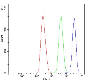 Flow cytometry testing of human MCF7 cells with CASP7 antibody at 1ug/million cells (blocked with goat sera); Red=cells alone, Green=isotype control, Blue= CASP7 antibody.