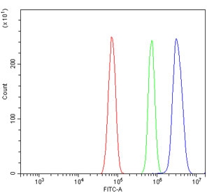 Flow cytometry testing of rat RH35 cells with TORC1/CRTC1 antibody at 1ug/million cells (blocked with goat sera); Red=cells alone, Green=isotype control, Blue= TORC1/CRTC1 antibody.