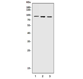 Western blot testing of 1) rat liver, 2) mouse liver and 3) mouse Neuro-2a lysate with Huntingtin-associated protein 1 antibody. Predicted molecular weight ~76 kDa, routinely observed at 76-100 kDa.