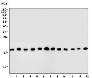 Western blot testing of human 1) HEK293, 2) HepG2, 3) Caco-2, 4) U-87 MG, 5) PC-3, 6) HL60, 7) HeLa, 8) rat liver, 9) rat ovary, 10) mouse liver, 11) mouse lung and 12) mouse spleen lysate with Inhibitor of DNA binding 2 antibody. Predicted molecular weight ~18 kDa.