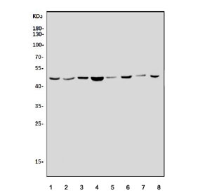 Western blot testing of human 1) HEK293, 2) A549, 3) K562, 4) A549, 5) HeLa, 6) PC-3, 7) SW620, 8) monkey COS-7 and 8) rat testis tissue lysate with MEK5 antibody. Predicted molecular weight ~50 kDa.