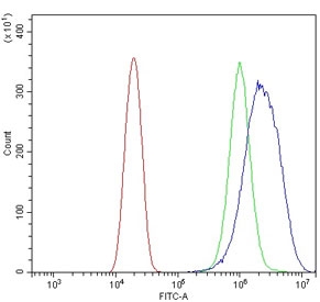 Flow cytometry testing of human U-2 OS cells with NCAM1 antibody at 1ug/million cells (blocked with goat sera); Red=cells alone, Green=isotype control, Blue= NCAM1 antibody.