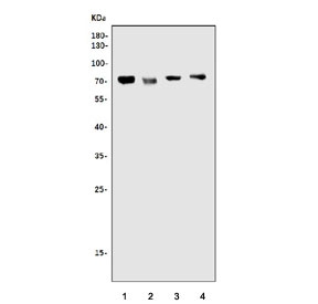 Western blot testing of 1) rat liver, 2) rat RH35, 3) mouse liver and 4) mouse stomach lysate with Trim25 antibody. Predicted molecular weight ~71 kDa.