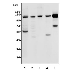Western blot testing of 1) human HepG2, 2) human K562, 3) human SW620, 4) rat brain and 5) rat heart lysate with ATG9A antibody. Expected molecular weight: 94-110 kDa depending on glycosylation level.