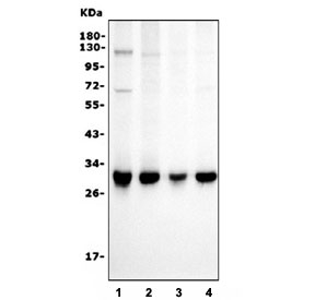 Western blot testing of human 1) HEK293, 2) PC-3, 3) U-87 MG and 4) A549 cell lysate with PNP antibody. Predicted molecular weight ~32 kDa.