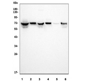 Western blot testing of 1) human HEK293, 2) human HeLa, 3) monkey COS-7, 4) human HepG2, 5) rat kidney and 6) rat NRK cell lysate with GRB10 antibody. Expected molecular weight: 58-70 kDa.