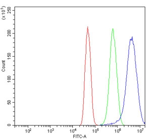 Flow cytometry testing of human U-251 cells with CBX5 antibody at 1ug/million cells (blocked with goat sera); Red=cells alone, Green=isotype control, Blue= CBX5 antibody.