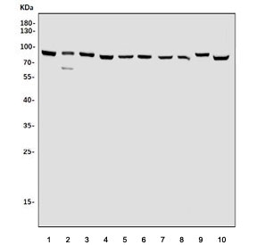 Western blot testing of human 1) Raji, 2) HepG2, 3) PC-3, 4) A549, 5) ThP-1, 6) HL60, 7) rat liver, 8) rat stomach, 9) mouse liver and 10) mouse RAW264.7 cell lysate with SEC23B antibody. Predicted molecular weight ~86 kDa.