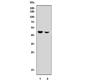 Western blot testing of human 1) Caco-2 and 2) HepG2 cell lysate with APOA5 antibody. Predicted molecular weight: ~41 kDa.