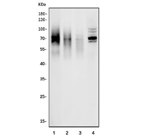Western blot test of 1) rat spleen, 2) mouse spleen, 3) mouse thymus and 4) mouse RAW264.7 cell lysate with Cd226 antibody. Expected molecular weight: 35-70 kDa depending on glycosylation level.