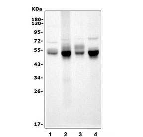 Western blot testing of 1) rat brain, 2) mouse lung, 3) mouse brain and 4) mouse NIH 3T3 cell lysate with Irf3 antibody. Predicted molecular weight ~47 kDa.