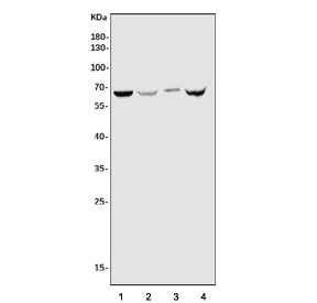 Western blot testing of human 1) HeLa, 2) HL60, 3) SH-SY5Y and 4) HEK293 cell lysate with CXCR4 antibody. Predicted molecular weight ~40 kDa but may be observed at higher molecular weights due to glycosylation.