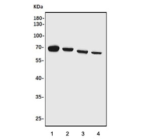 Western blot testing of 1) human HeLa, 2) human Raji, 3) mouse NIH 3T3 and 4) mouse RAW264.7 cell lysate with FOXN1 antibody. Predicted molecular weight ~69 kDa.