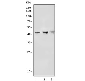 Indoleamine 2,3-Dioxygenase 2 Antibody Multi-Species WB. Western blot analysis of 1) rat liver, 2) mouse liver, and 3) monkey kidney tissue lysates using Indoleamine 2,3-Dioxygenase 2 Antibody detects a band at approximately 47 kDa, consistent with the expected molecular weight of IDO2 / INDOL1. The banding pattern across multiple species supports detection of this tryptophan metabolism enzyme, aligning with its role in kynurenine pathway activity and immune-associated metabolic regulation.