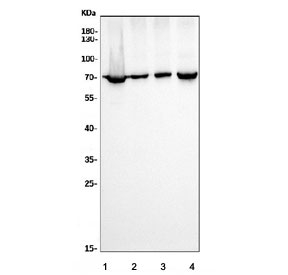 Western blot testing of human 1) HeLa, 2) A549, 3) HepG2 and 4) MCF7 cell lysate with Ku70 antibody. Predicted molecular weight ~70 kDa.