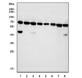 Western blot testing of 1) rat testis, 2) rat spleen, 3) rat C6, 4) rat PC-12, 5) mouse testis, 6) mouse spleen, 7) mouse NIH 3T3 and 8) mouse Neuro-2a cell lysate with PRDM14 antibody. Predicted molecular weight: ~64 kDa.