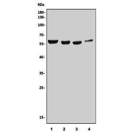 Western blot testing of 1) rat testis, 2) rat C6, 3) mouse NIH 3T3 and 4) mouse Neuro-2a cell lysate with Trim16 antibody. Predicted molecular weight: 54-63 kDa (multiple isoforms).