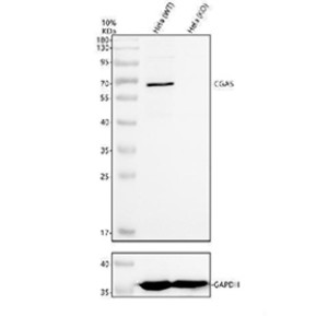 cGAS Antibody Human HeLa WT vs cGAS Knockout WB. Western blot testing of 1) human HeLa wild-type and 2) human HeLa cGAS knockout whole cell lysates with cGAS antibody at 0.5 ug/ml. A specific band is detected at approximately 59 kDa in the wild-type lysate but is absent in the CGAS knockout lysate, confirming the specificity of the antibody for endogenous cGAS. GAPDH serves as the loading control and demonstrates comparable protein loading between samples. The observed molecular weight is consistent with the predicted molecular weight of approximately 59 kDa.