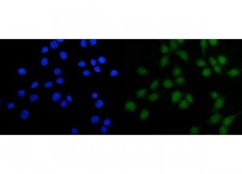 Immunofluorescent staining of FFPE human Caco-2 cells with HFH-4 antibody (green) and DAPI nuclear stain (blue). HIER: steam section in pH6 citrate buffer for 20 min.