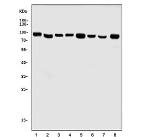 Western blot testing of human 1) HepG2, 2) HEK293, 3) A549, 4) PC-3, 5) rat liver, 6) rat stomach, 7) rat lung and 8) mouse liver tissue lysate with SEC23A antibody. Predicted molecular weight ~86 kDa.