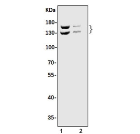 Western blot testing of human 1) A549 and 2) HepG2 cell lysate with Astrin antibody. Predicted molecular weight ~134 kDa, may be observed as a doublet.