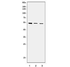 Western blot testing of human 1) HeLa, 2) A431 and 3) PC-3 cell lysate with TEF-1 antibody. Predicted molecular weight ~48 kDa.