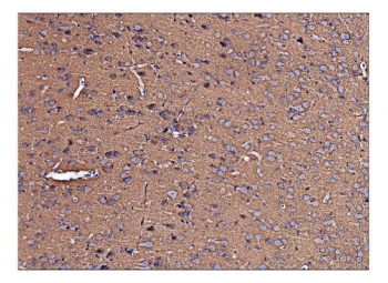 IHC staining of FFPE rat brain tissue with Antizyme inhibitor 2 antibody. HIER: boil tissue sections in pH8 EDTA for 20 min and allow to cool before testing.