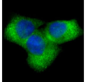 NOTCH1 Antibody HeLa IF. Immunofluorescent staining of human HeLa cells using NOTCH1 antibody demonstrates prominent cytoplasmic and membranous green fluorescence, consistent with expression of NOTCH1, a transmembrane receptor that serves as a central regulator of the Notch signaling pathway. NOTCH1 mediates cell-to-cell communication and controls transcriptional programs involved in cell fate determination, differentiation, proliferation, and tissue development. The observed staining pattern is consistent with the expected cellular localization of NOTCH1 and supports the utility of this antibody for studies of developmental signaling, stem cell biology, signal transduction, and cellular communication pathways. Nuclei are visualized with DAPI nuclear stain (blue).