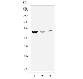 Western blot testing of mouse 1) liver, 2) pancreas, and 3) stomach tissue lysate with Caspase 9 antibody. Expected molecular weight: 45-50 kDa (pro form).